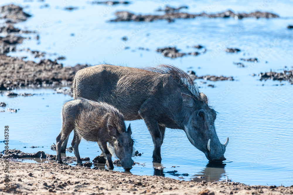 Closeup of two Common Warthogz - Phacochoerus africanus- in front of a waterhole in Etosha. Etosha National Park, Namibia. Closeup of two Common Warthogz - Phacochoerus africanus- in front of a waterhole in Etosha. Etosha National Park, Namibia.