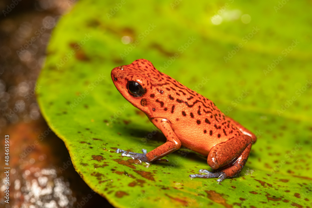Small Poison Strawberry poison-dart frog (Oophaga pumilio, formerly Dendrobates ...