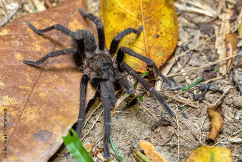Big and scary danger tarantula spider walking and hunting on the ground at night. Tarantula (Sericopelma melanotarsum). Curubande de Liberia, Costa Rica wildlife