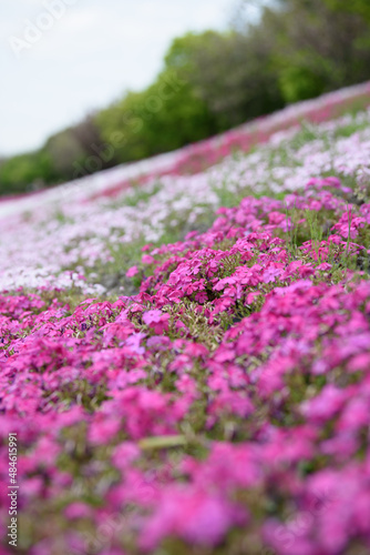 芝桜の満開の綺麗なイメージ　縦