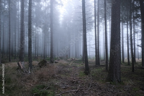 This series explores the natural variety found in the Black Forest.  Vegetation variety  tree stumps  fungus  branch heap  and more  all over different moods and settings.