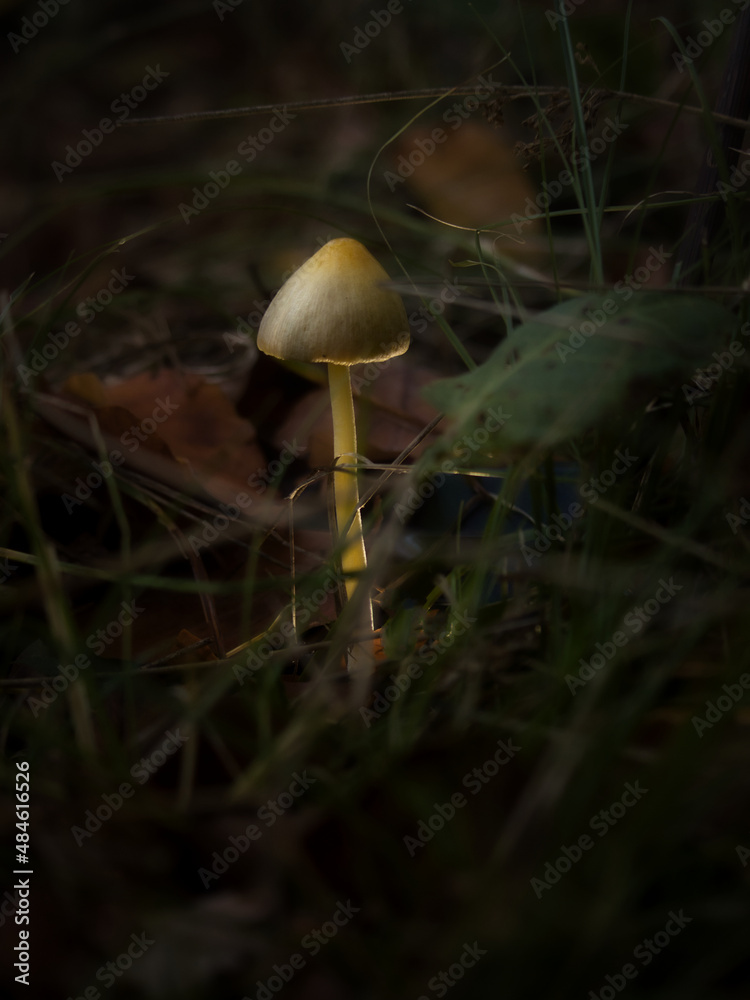 Small yellow and white mushroom growing in the grass in the Palatinate forest of Germany on a fall day. Small yellow and white mushroom growing in the grass in the Palatinate forest of Germany on a fall day.