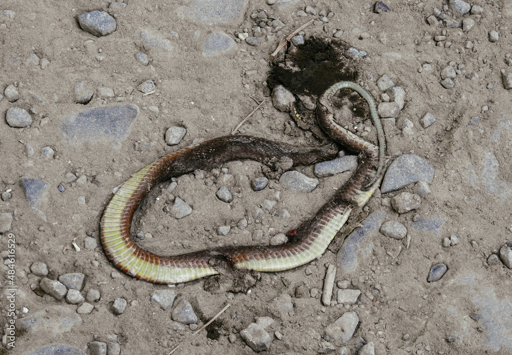 snake in the water snake in the water