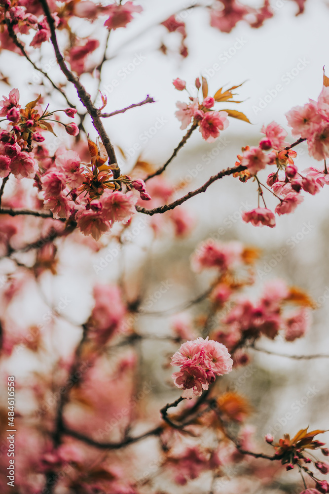 Sakura blossom springtime japan