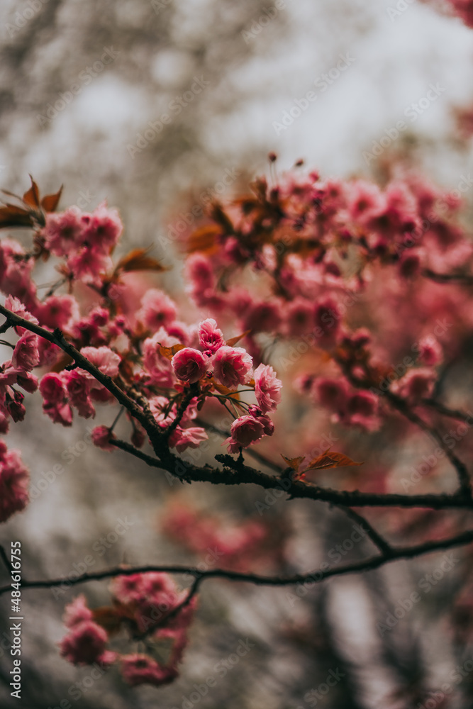Sakura blossom springtime japan Sakura blossom springtime japan