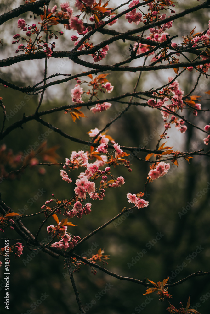 Sakura blossom springtime japan Sakura blossom springtime japan