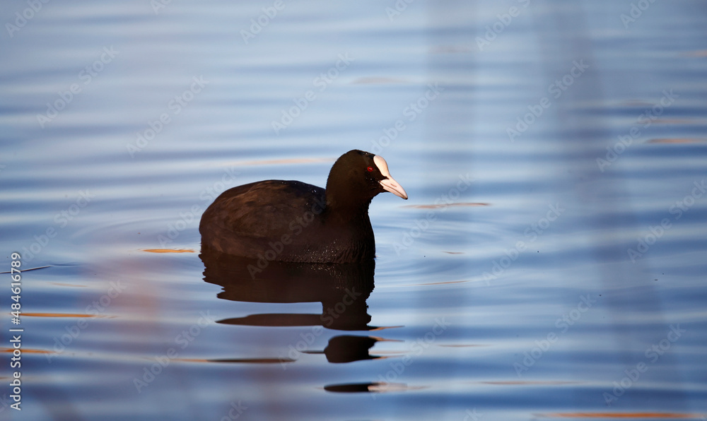 Coot swimming on a calm and reflective lake Coot swimming on a calm and reflective lake