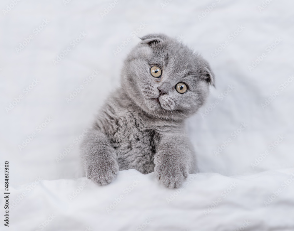 Playful  young fold kitten looks from under white warm blanket. Top down view