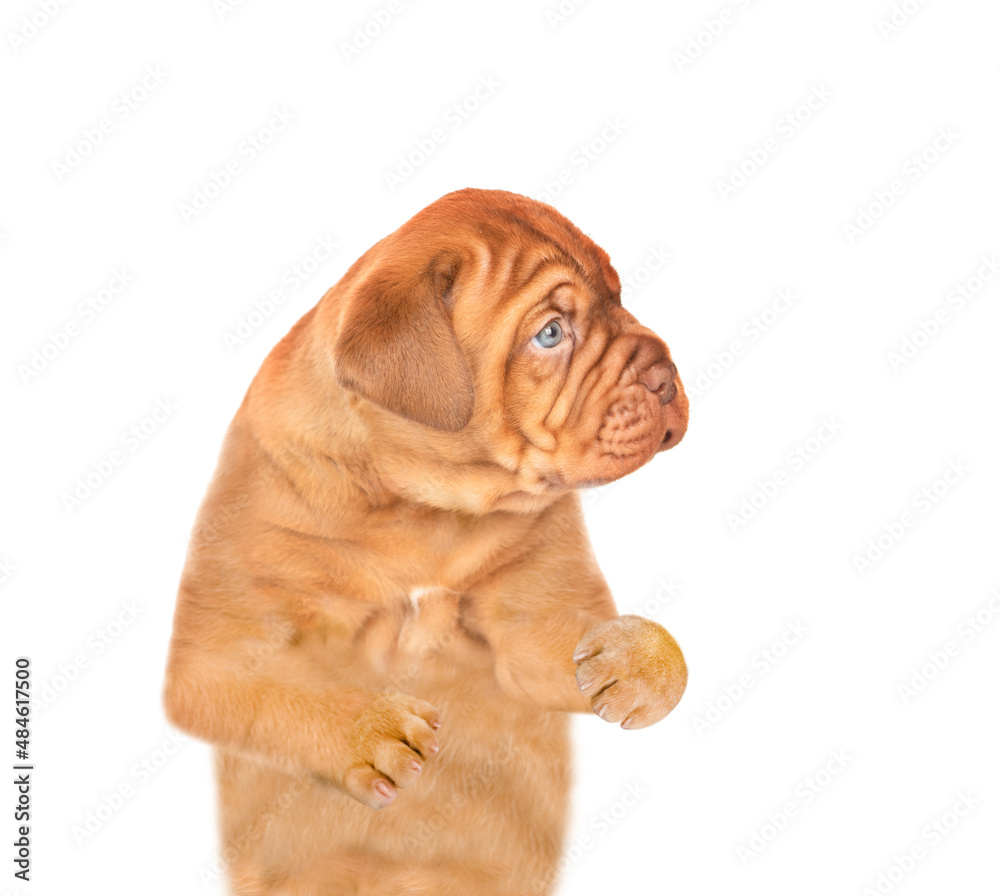 Funny mastiff puppy looks away on empty space. isolated on white background Funny mastiff puppy looks away on empty space. isolated on white background