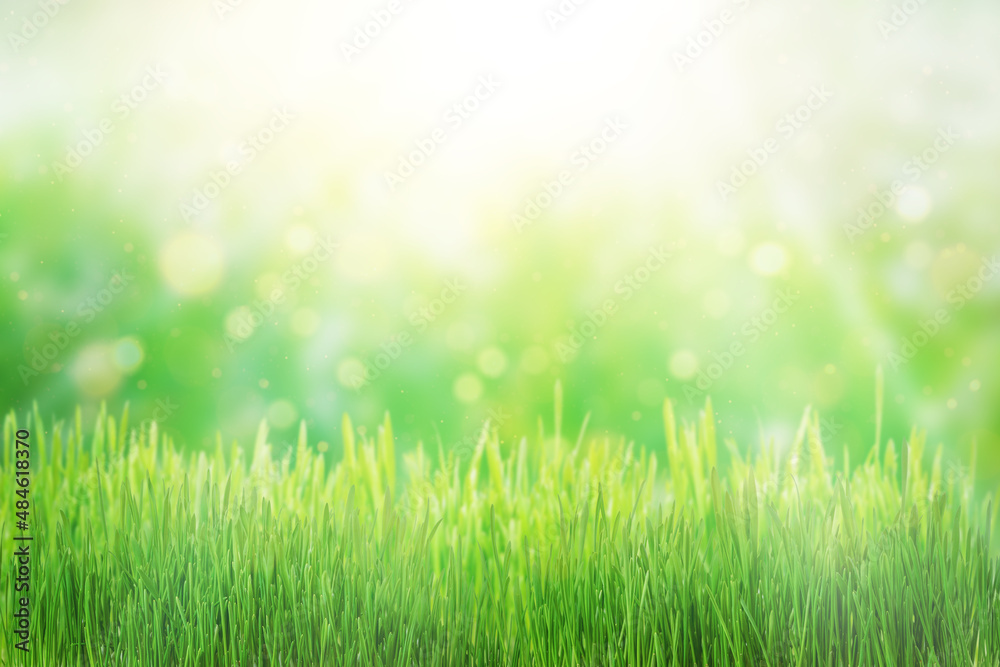 Green grass natural background, springtime, soft focus.