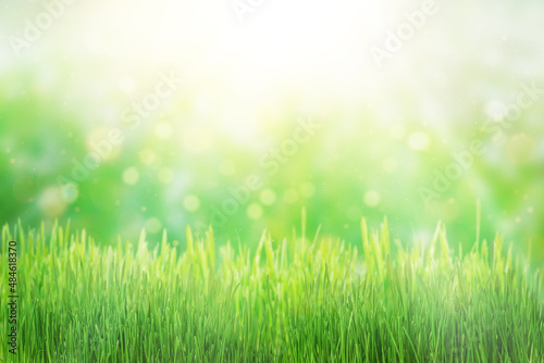 Green grass natural background  springtime  soft focus.