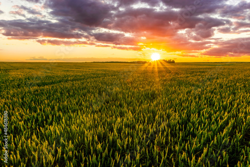 Scenic view at beautiful summer sunset in a wheaten shiny field with golden wheat and sun rays  deep blue cloudy sky and road  rows leading far away  valley landscape