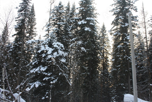 Winter forest, trees, beautiful landscape