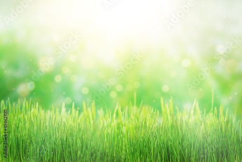 Green grass natural background, springtime, soft focus.