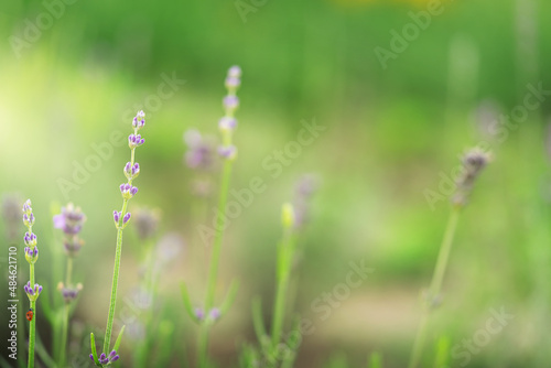Lavender flowers on natural meadow background. 