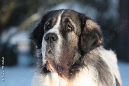 Fotografía Head of a Pyrenean Mastiff
