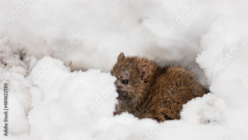 Brown rat is hiding and eating seeds sitting on the snow. The brown rat, lat © Neils