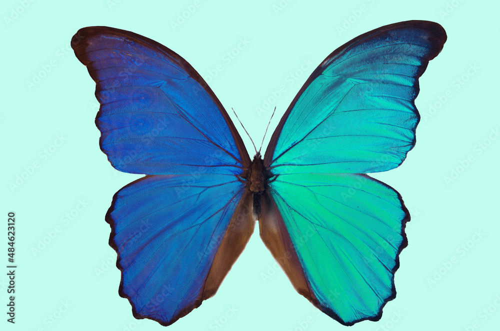 Fototapeta premium Blue and turquoise morpho butterfly. Tropical butterfly Morpho (Morpho didius).Isolated on a pale blue background.