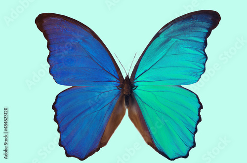Blue and turquoise morpho butterfly. Tropical butterfly Morpho (Morpho didius).Isolated on a pale blue background.