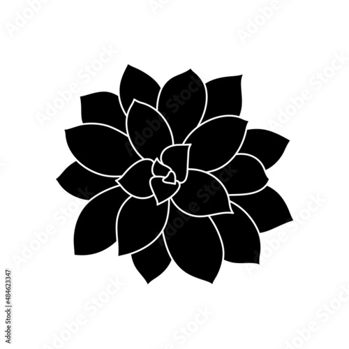 Succulent echeveria in simple style, vector illustration. Desert flower for print and design. Silhouette mexican plant, graphic isolated element on white background. Houseplant for decor interior