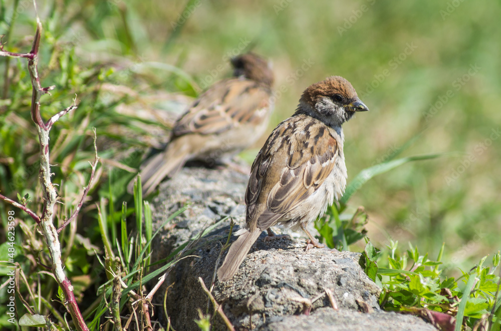 Fototapeta premium sparrow on a grass