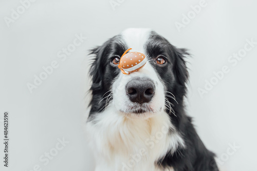 Happy Easter concept. Preparation for holiday. Cute puppy dog border collie holding Easter eggs on nose isolated on white background. Spring greeting card  postcard background banner on Easter