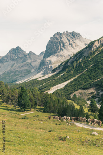 Mountainous landscape in Switzerland with cows and horses