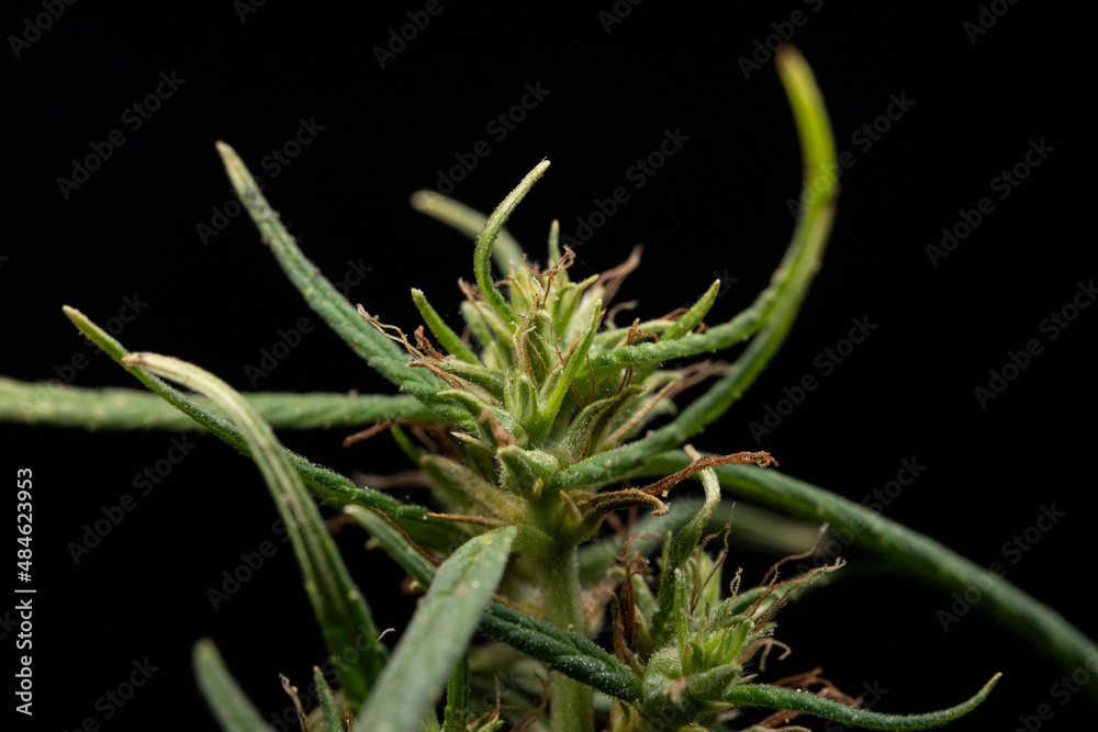 bud cannabis plant flowering when growing marijuana, trichomes and hairs bud cannabis plant flowering when growing marijuana, trichomes and hairs