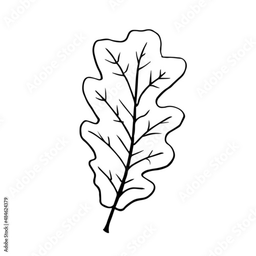 Autumn oak leaf is made in the style of line art. Hand-drawn illustration with doodles for coloring books for adults