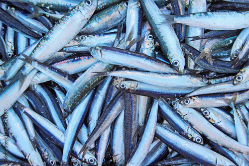 Frisch gefangener Fisch aus dem Mittelmeer kommt auf den Teller in gehobener Gastronomie mediterraner Küche photo