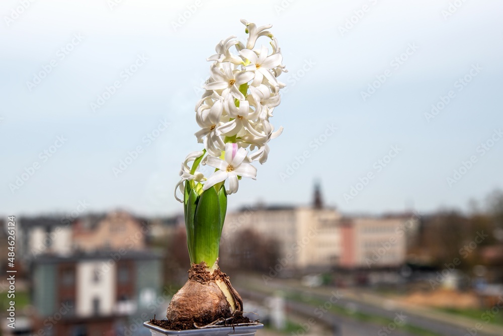 flowers white hyacinth, floral background, view from window