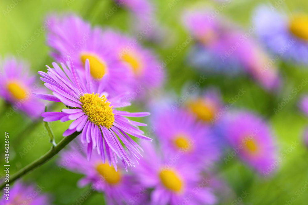 Obraz premium Purple alpine aster flower in the garden. Spring and summer backdrop
