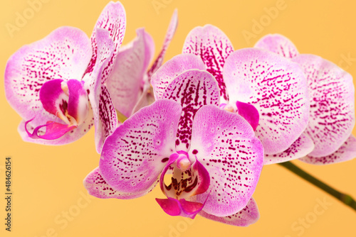 Close up Orchid flower on a orange background. Summer and spring backgrounds