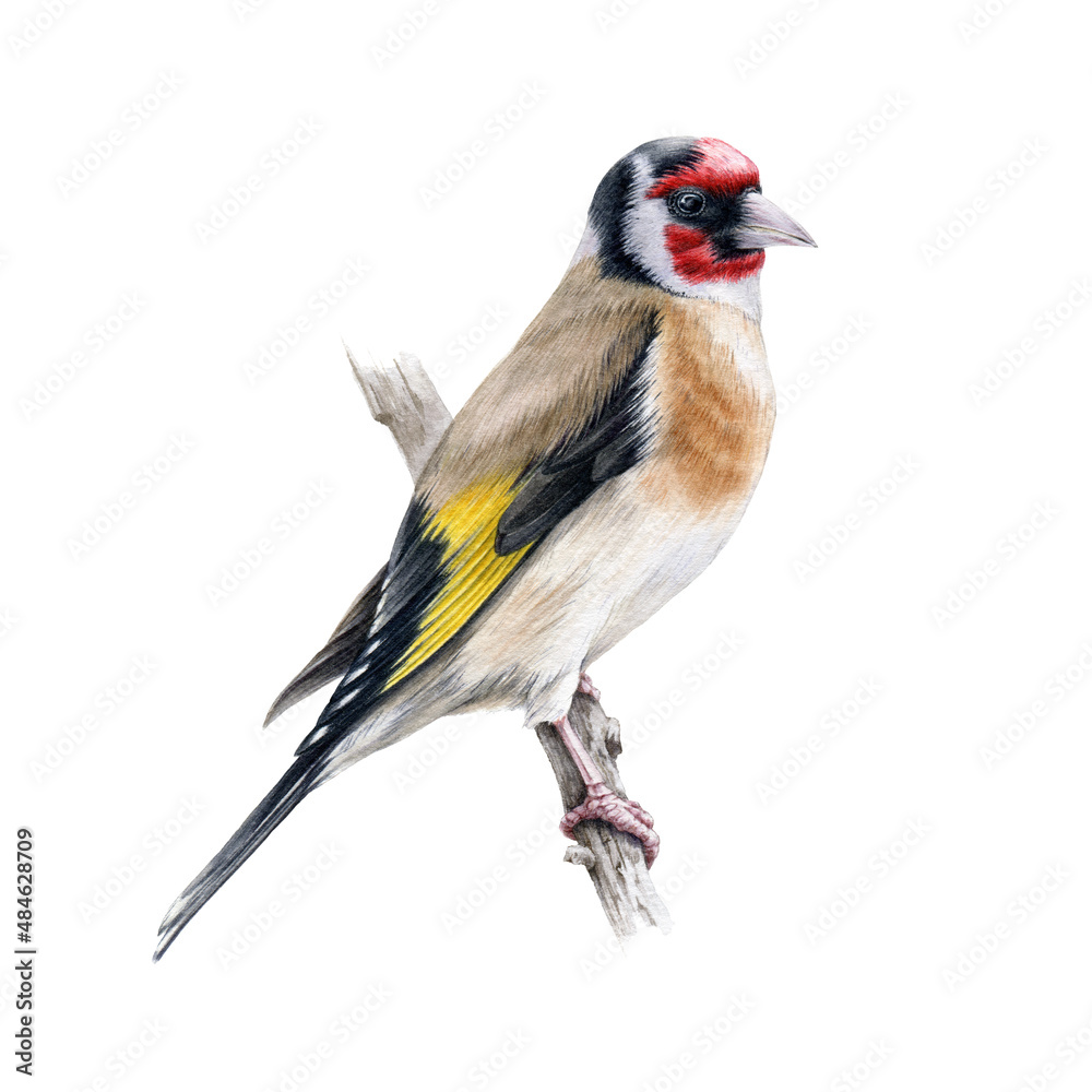 Goldfinch bird on a tree branch. Watercolor illustration. Realistic single european songbird hand drawn illustration. Isolated on white background. Goldfinch beautiful bright europe avian - obrazy, fototapety, plakaty 