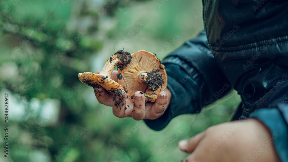 mushroom in hand, Find a mushroom