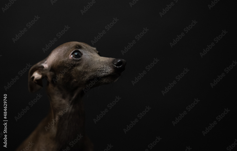 portrait of a small Italian greyhound