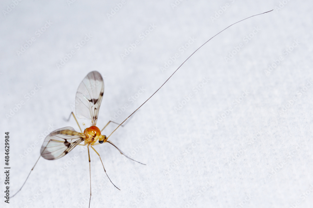 The Keroplatidae are a family of small flies known as fungus gnats. Fly ...