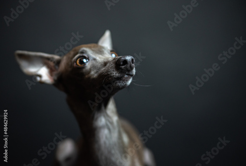 Fototapeta Naklejka Na Ścianę i Meble -  portrait of a small Italian greyhound