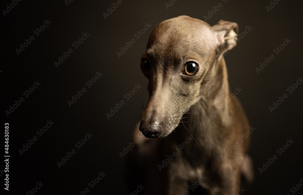portrait of a small Italian greyhound