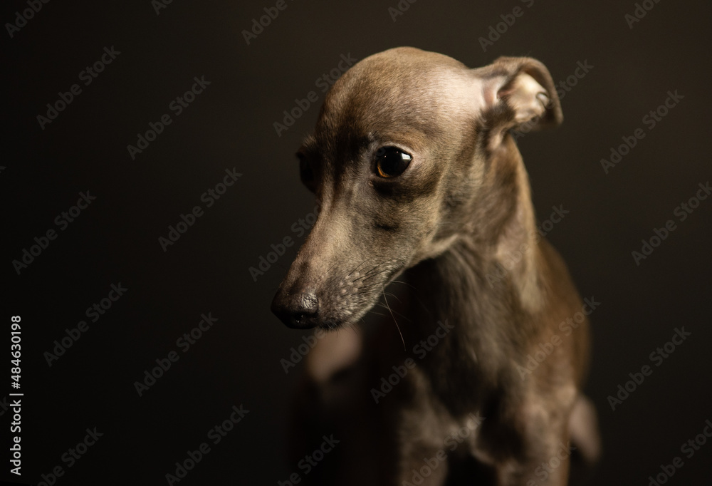 portrait of a small Italian greyhound. levretka in the studio