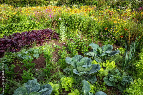 Mischkultur im Biogarten, Mixed Culture in the Organic Garden photo