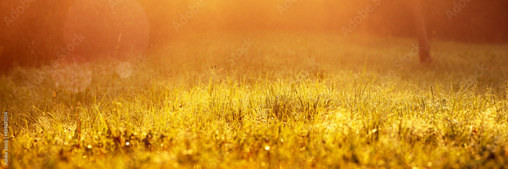 Wiese mit Morgentau im Gegenlicht, Meadow with Dew in the Morning Sunlight