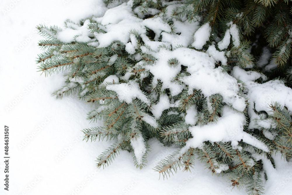 Snow-covered branches of a coniferous tree in a forest or park. winter background. beauty in nature