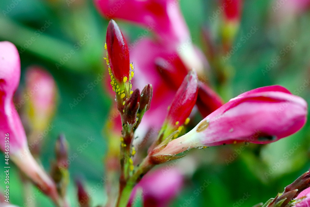 Fototapeta premium Colony of Aphis nerii on an oleander. It is an aphid of the family Aphididae, common names include oleander aphid, milkweed aphid, sweet pepper aphid, and nerium aphid.