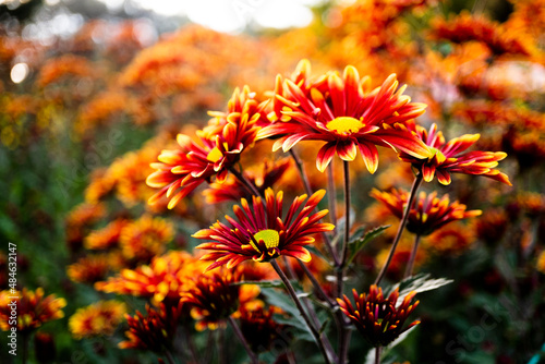 Macrophoto of delicious orange-red chrysanthemums.  Bright autumn flowers with a yellow center. Selective focusing for better effect
