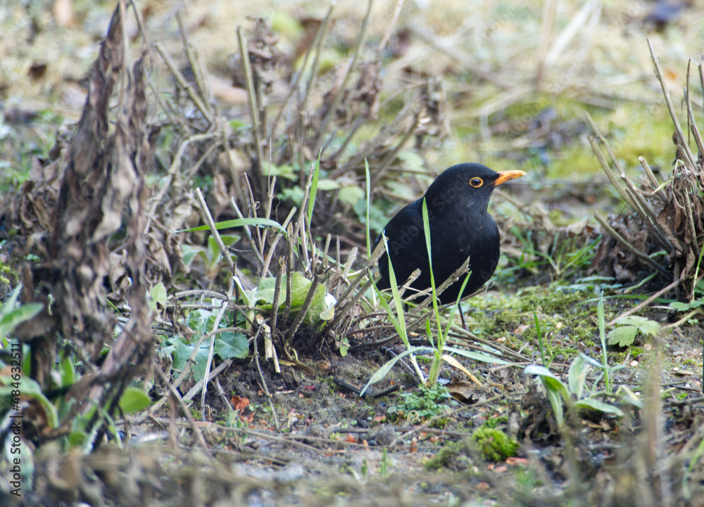 Obraz premium Male common blackbird (Turdus merula) searching for food in a garden in winter. There are a few blades of grass and some moss amid the brown stalks of other plants.