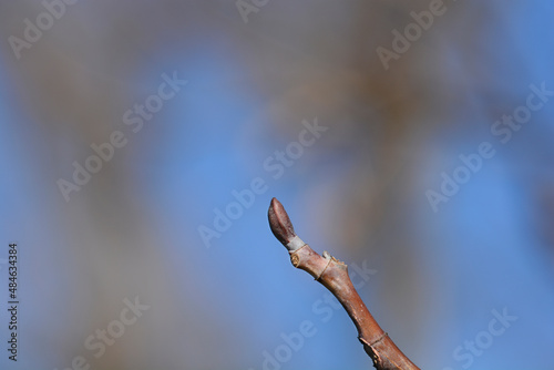 Tulip tree photo