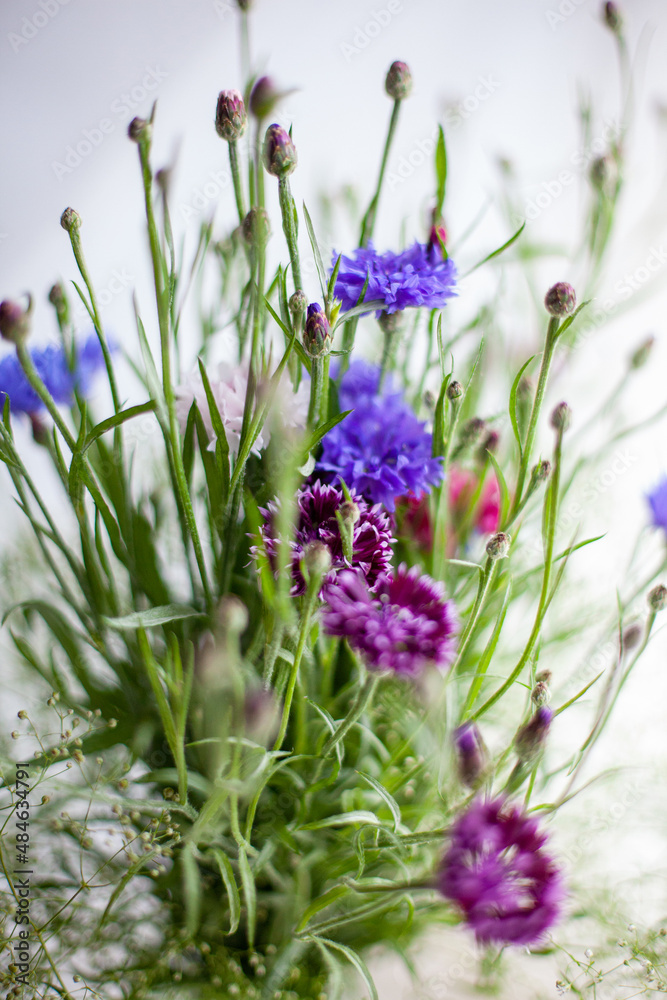 Fototapeta premium Bouquet of wildflowers made of blue and pink cornflowers .