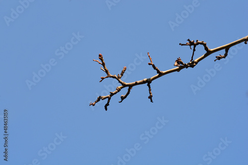 Hawthorn branch