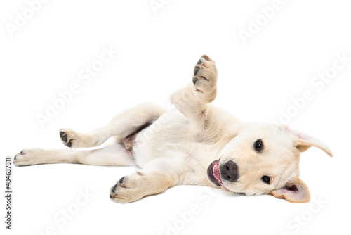 Fototapeta Naklejka Na Ścianę i Meble -  Funny cute labrador puppy lying isolated on white background